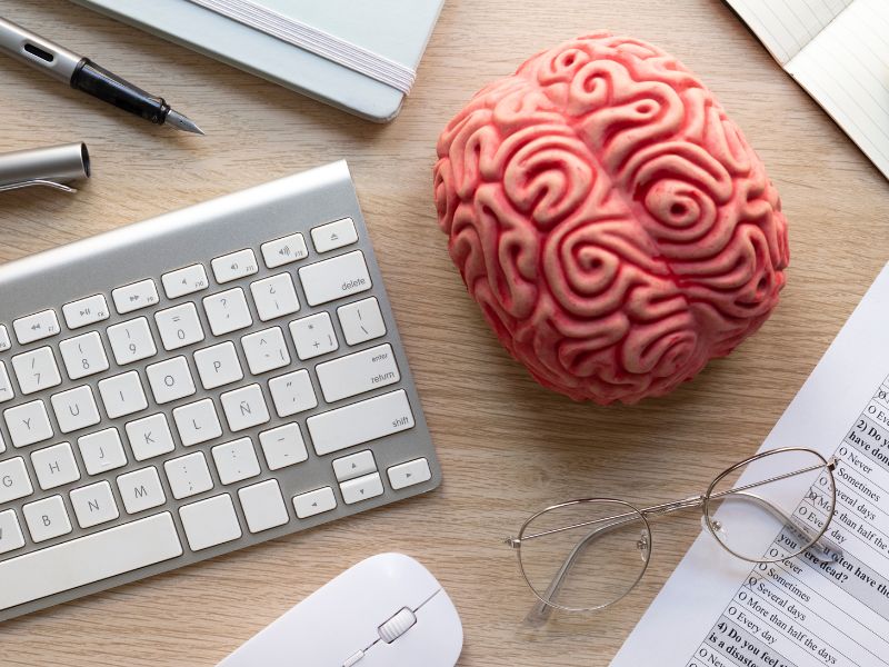 Model mózgu na biurku